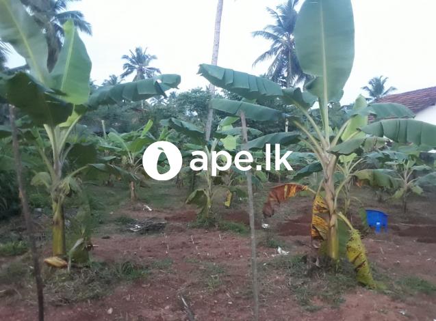 à¶‰à¶©à¶¸à¶šà·Š à·€à·’à¶šà·’à¶«à·“à¶¸à¶§ - Maniktenna
